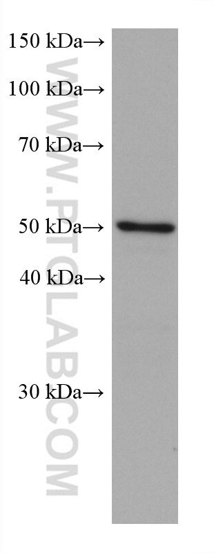 Western Blot (WB) analysis of HEK-293 cells using C9orf72 Monoclonal antibody (67824-1-Ig)