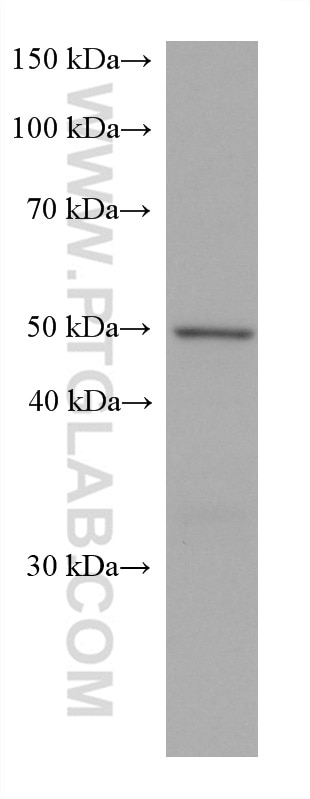 Western Blot (WB) analysis of U-87 MG cells using C9orf72 Monoclonal antibody (67824-1-Ig)