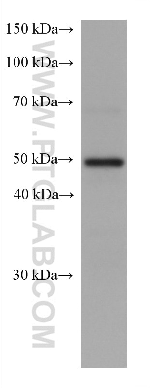 Western Blot (WB) analysis of Neuro-2a cells using C9orf72 Monoclonal antibody (67824-1-Ig)