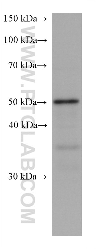 Western Blot (WB) analysis of PC-12 cells using C9orf72 Monoclonal antibody (67824-1-Ig)