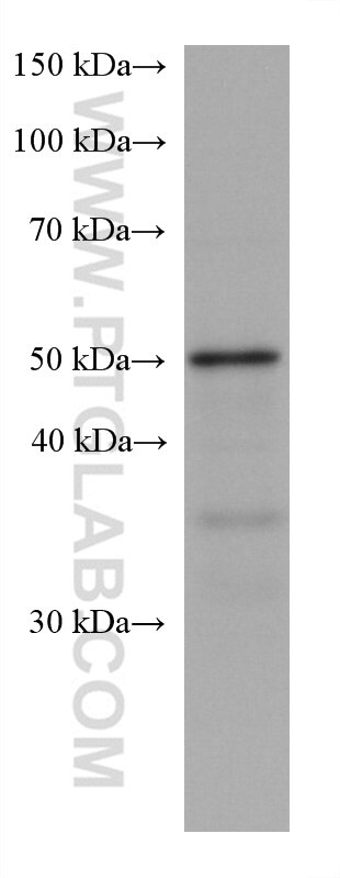 WB analysis of PC-12 using 67824-1-Ig
