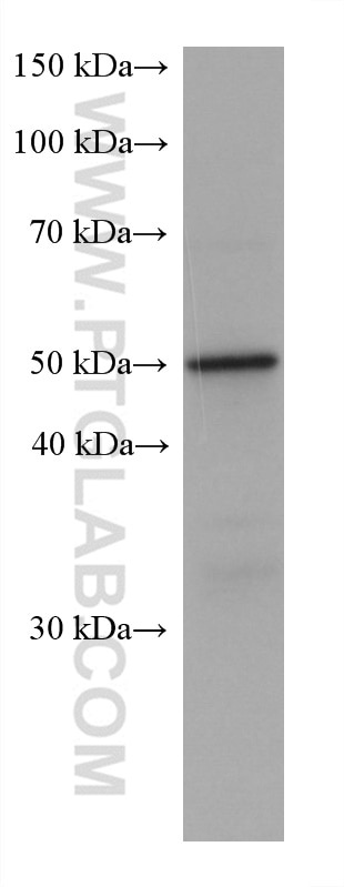 Western Blot (WB) analysis of C6 cells using C9orf72 Monoclonal antibody (67824-1-Ig)