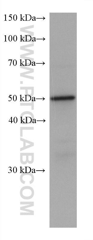 WB analysis of C6 using 67824-1-Ig