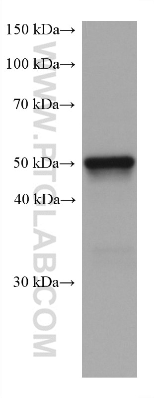 Western Blot (WB) analysis of pig brain tissue using C9orf72 Monoclonal antibody (67824-1-Ig)