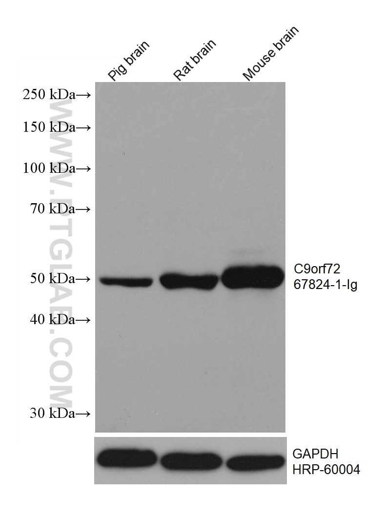 Western Blot (WB) analysis of various lysates using C9orf72 Monoclonal antibody (67824-1-Ig)