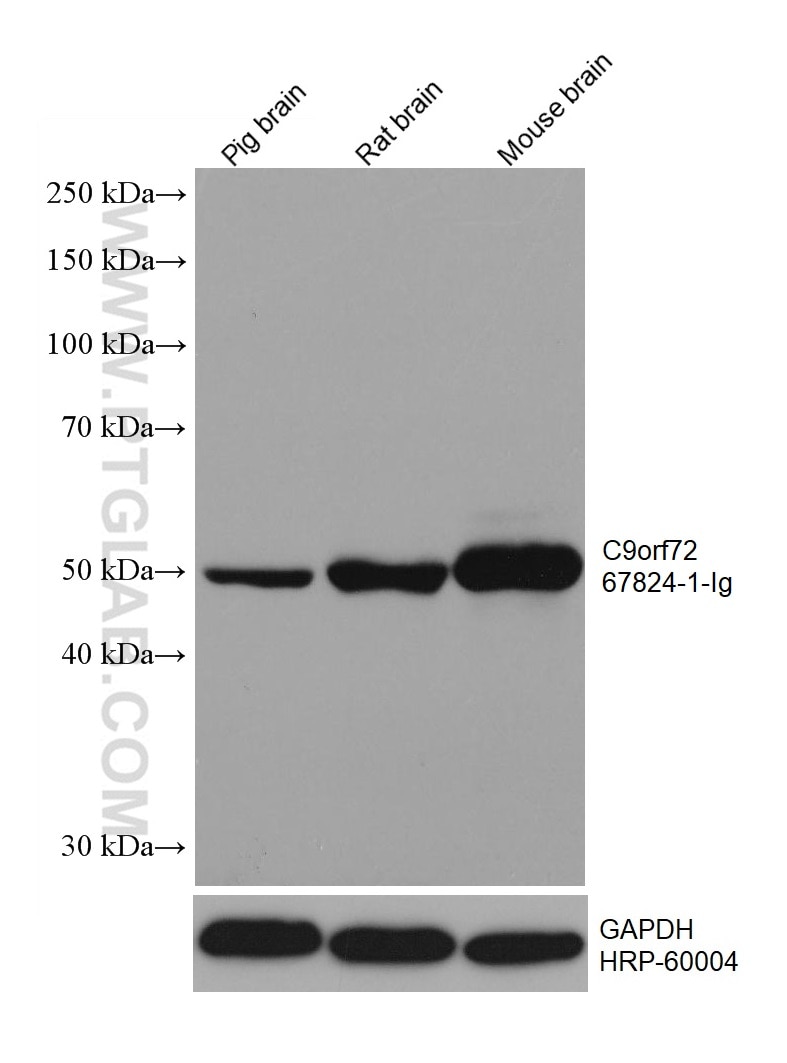 WB analysis using 67824-1-Ig