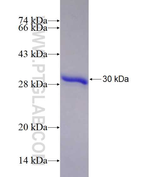 C9orf72 fusion protein Ag22723 SDS-PAGE