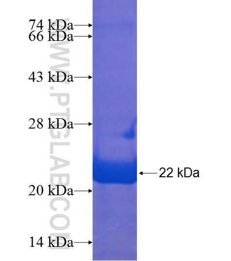 C9orf72 fusion protein Ag18343 SDS-PAGE