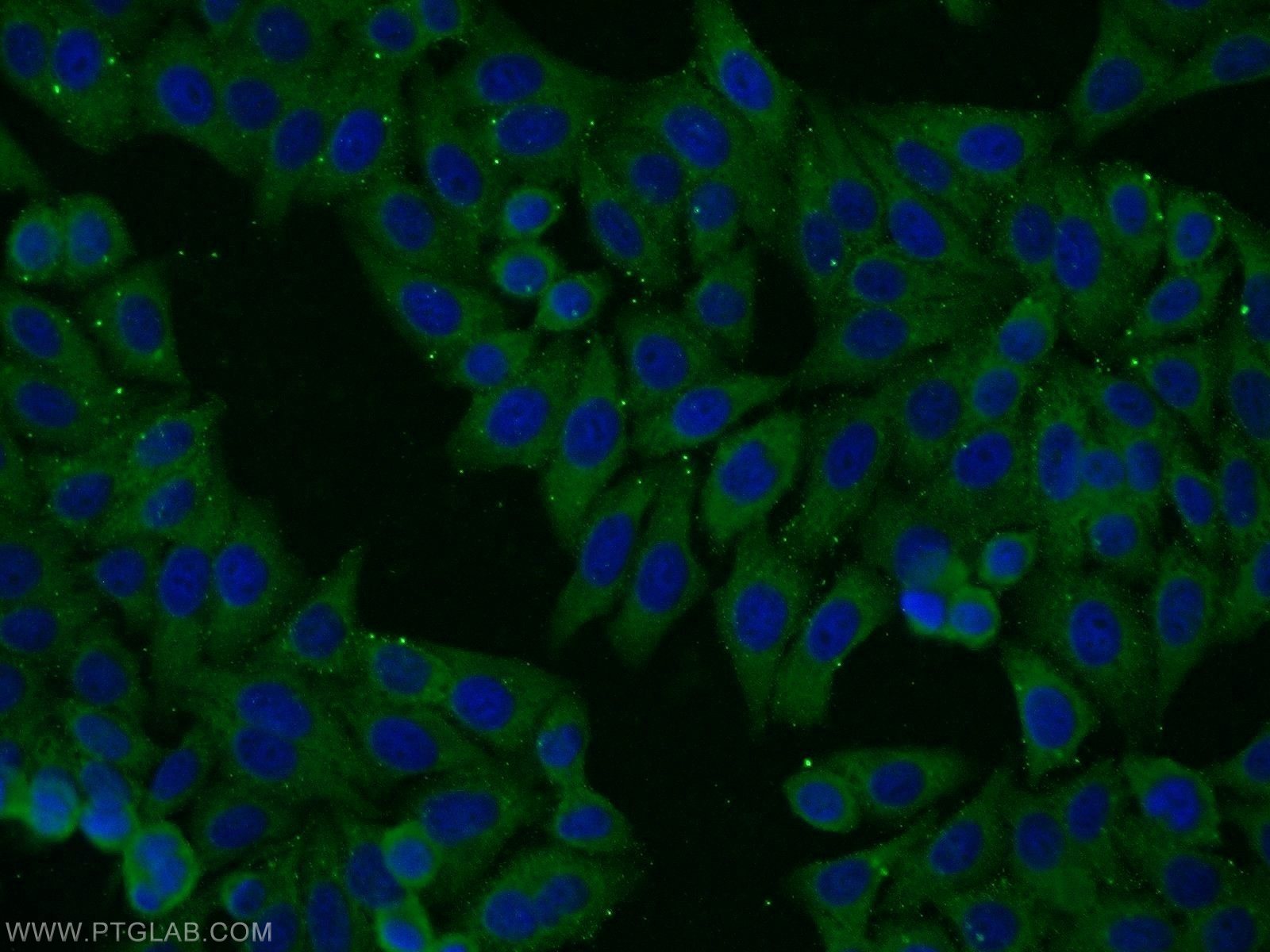 Immunofluorescence (IF) / fluorescent staining of HepG2 cells using C9orf78 Polyclonal antibody (14496-1-AP)
