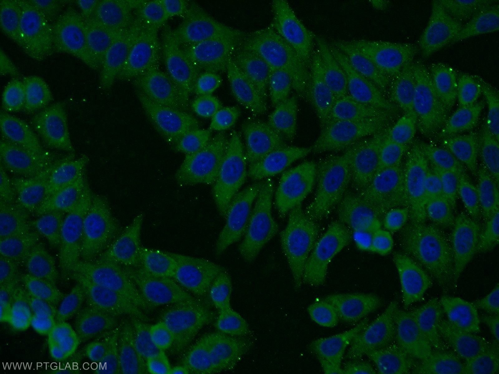 IF Staining of HepG2 using 14496-1-AP