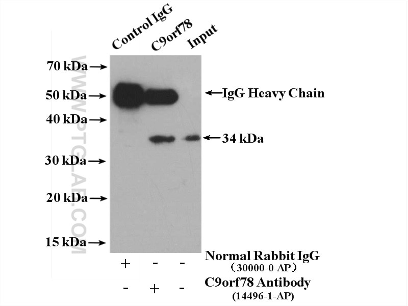 Immunoprecipitation (IP) experiment of HepG2 cells using C9orf78 Polyclonal antibody (14496-1-AP)