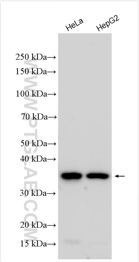 Western Blot (WB) analysis of various lysates using C9orf78 Polyclonal antibody (14496-1-AP)