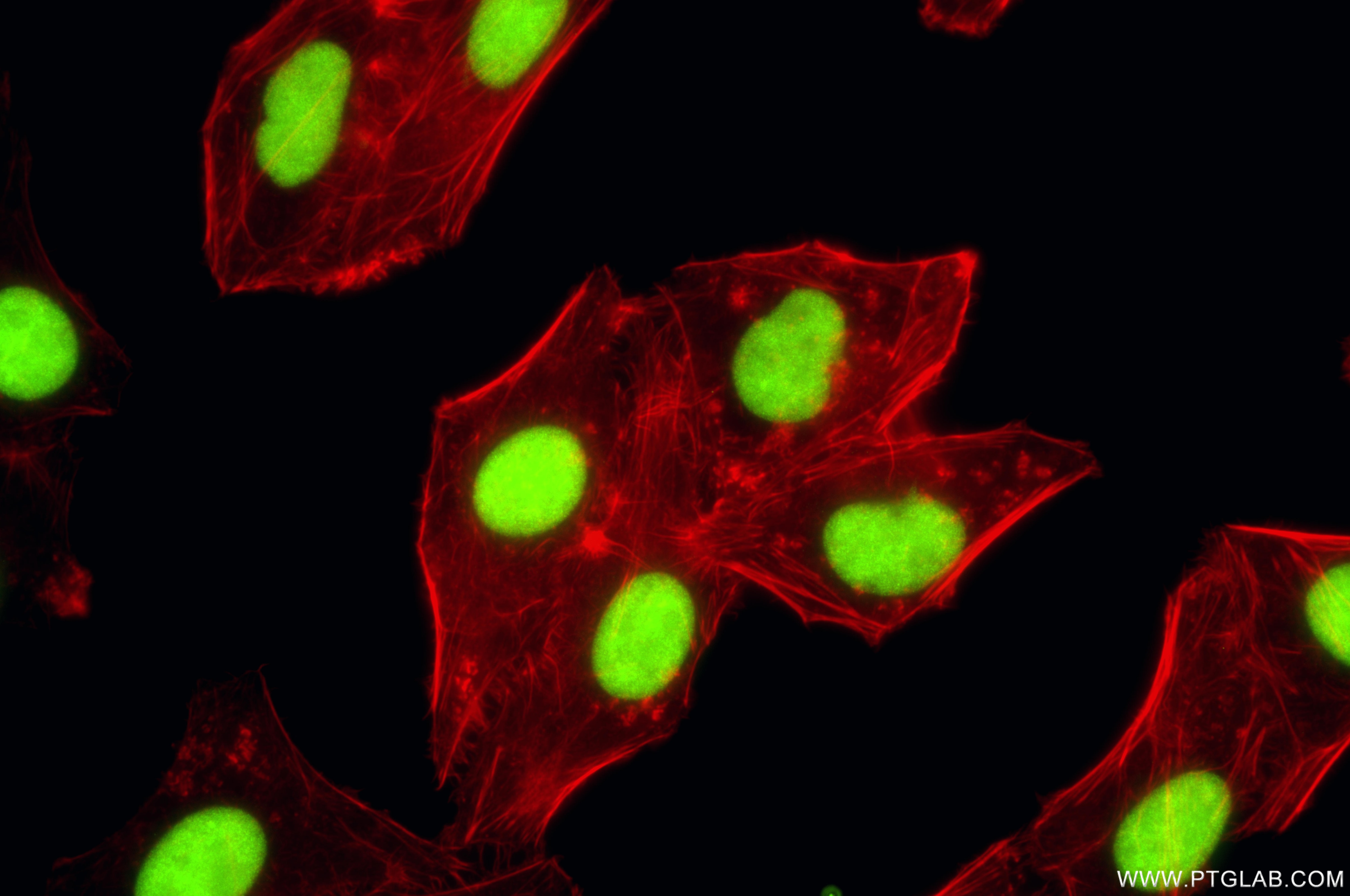 Immunofluorescence (IF) / fluorescent staining of HepG2 cells using C9orf78 Recombinant monoclonal antibody (86612-1-RR)