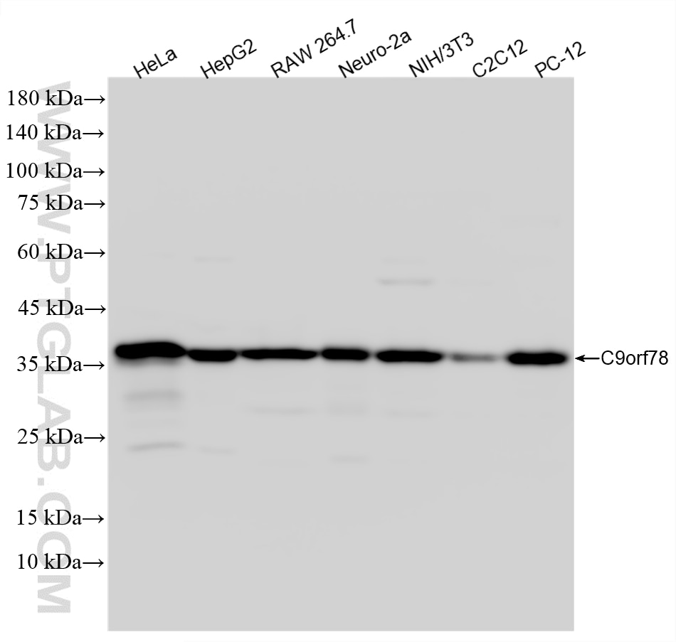 Western Blot (WB) analysis of various lysates using C9orf78 Recombinant monoclonal antibody (86612-1-RR)