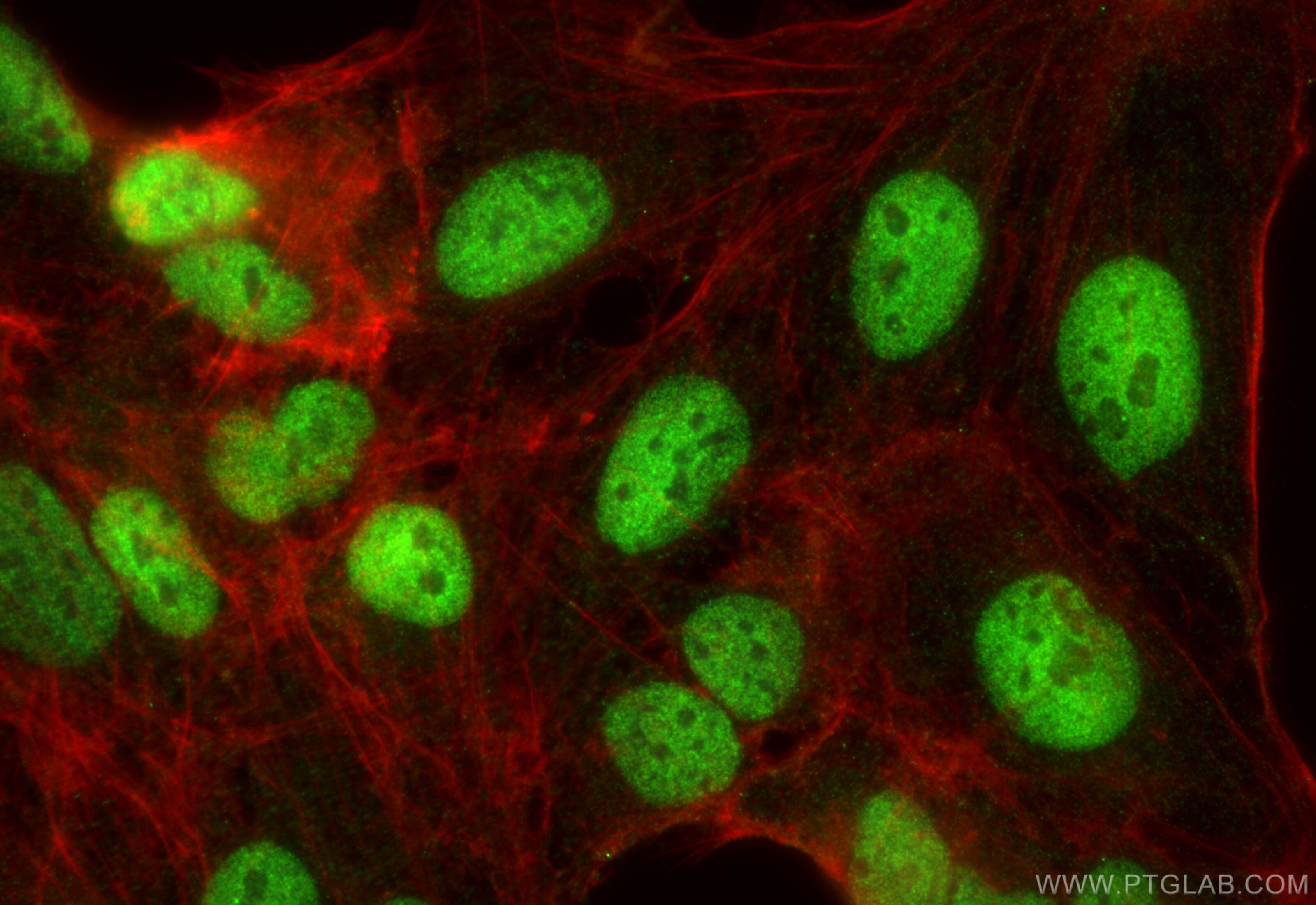 Immunofluorescence (IF) / fluorescent staining of U2OS cells using C9orf80 Polyclonal antibody (26127-1-AP)