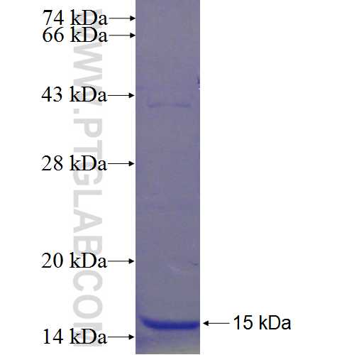 C9orf80 fusion protein Ag23919 SDS-PAGE