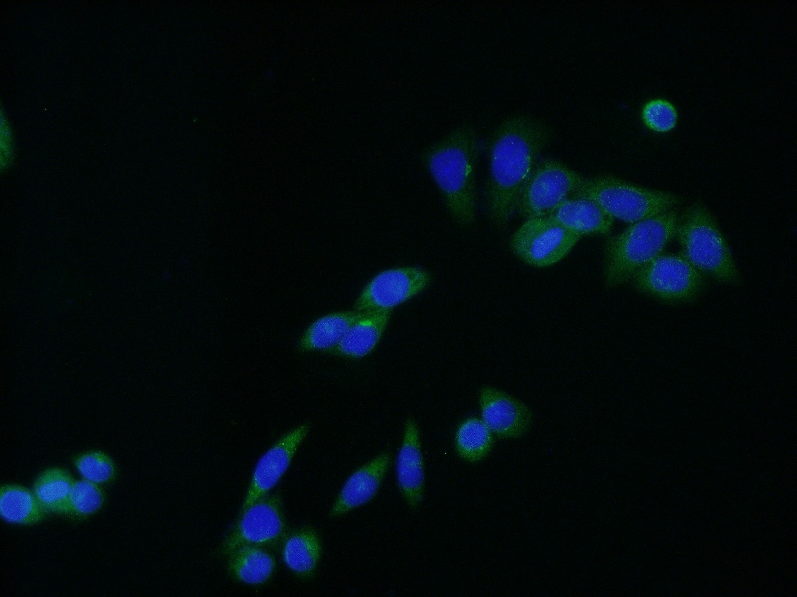 Immunofluorescence (IF) / fluorescent staining of HeLa cells using C9orf86 Polyclonal antibody (20848-1-AP)