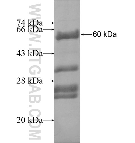C9orf86 fusion protein Ag14350 SDS-PAGE