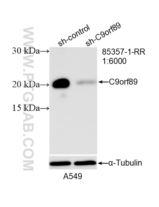 Western Blot (WB) analysis of A549 cells using C9orf89 Recombinant monoclonal antibody (85357-1-RR)