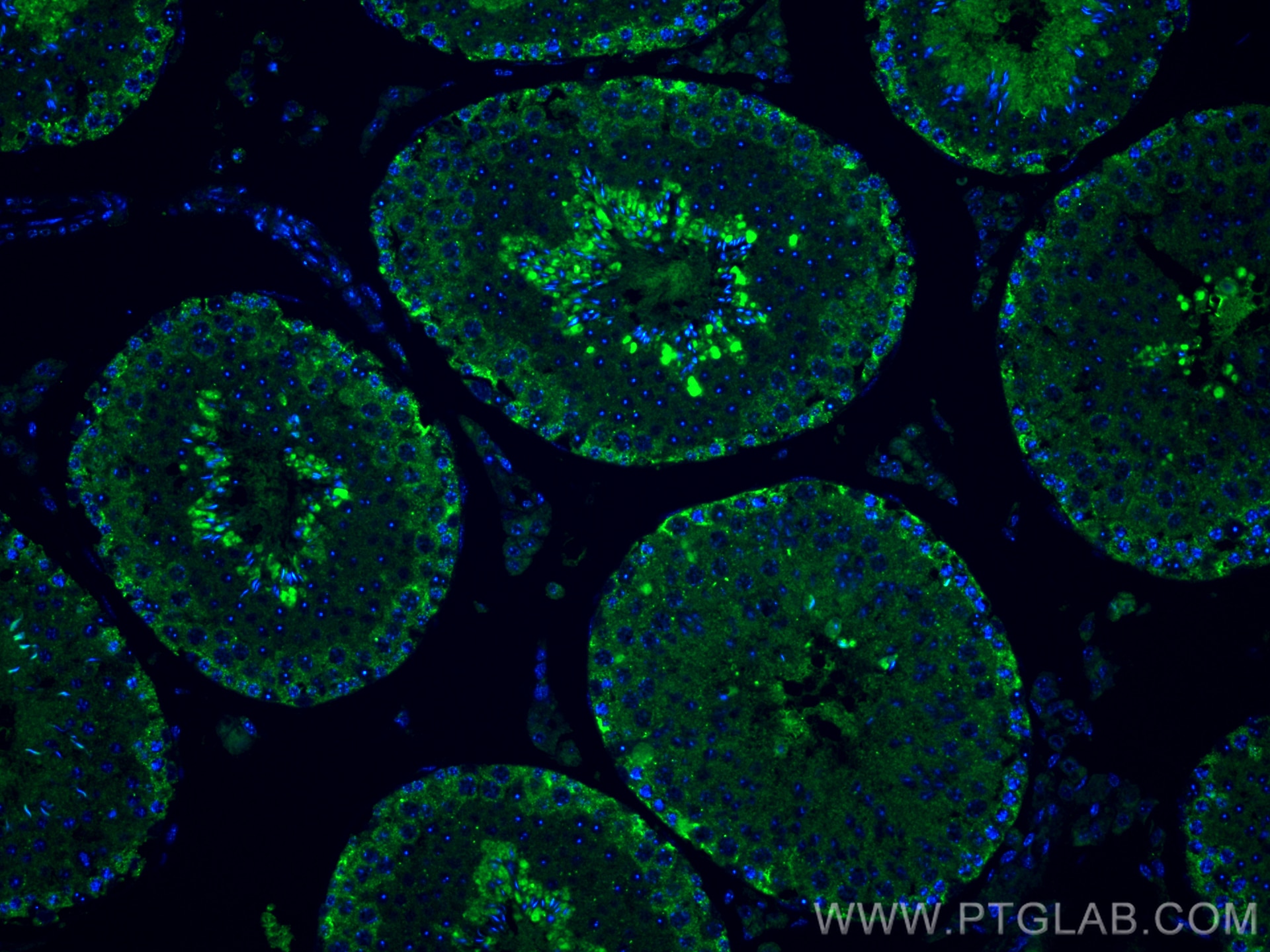 Immunofluorescence (IF) / fluorescent staining of mouse testis tissue using SPACA9 Polyclonal antibody (26034-1-AP)