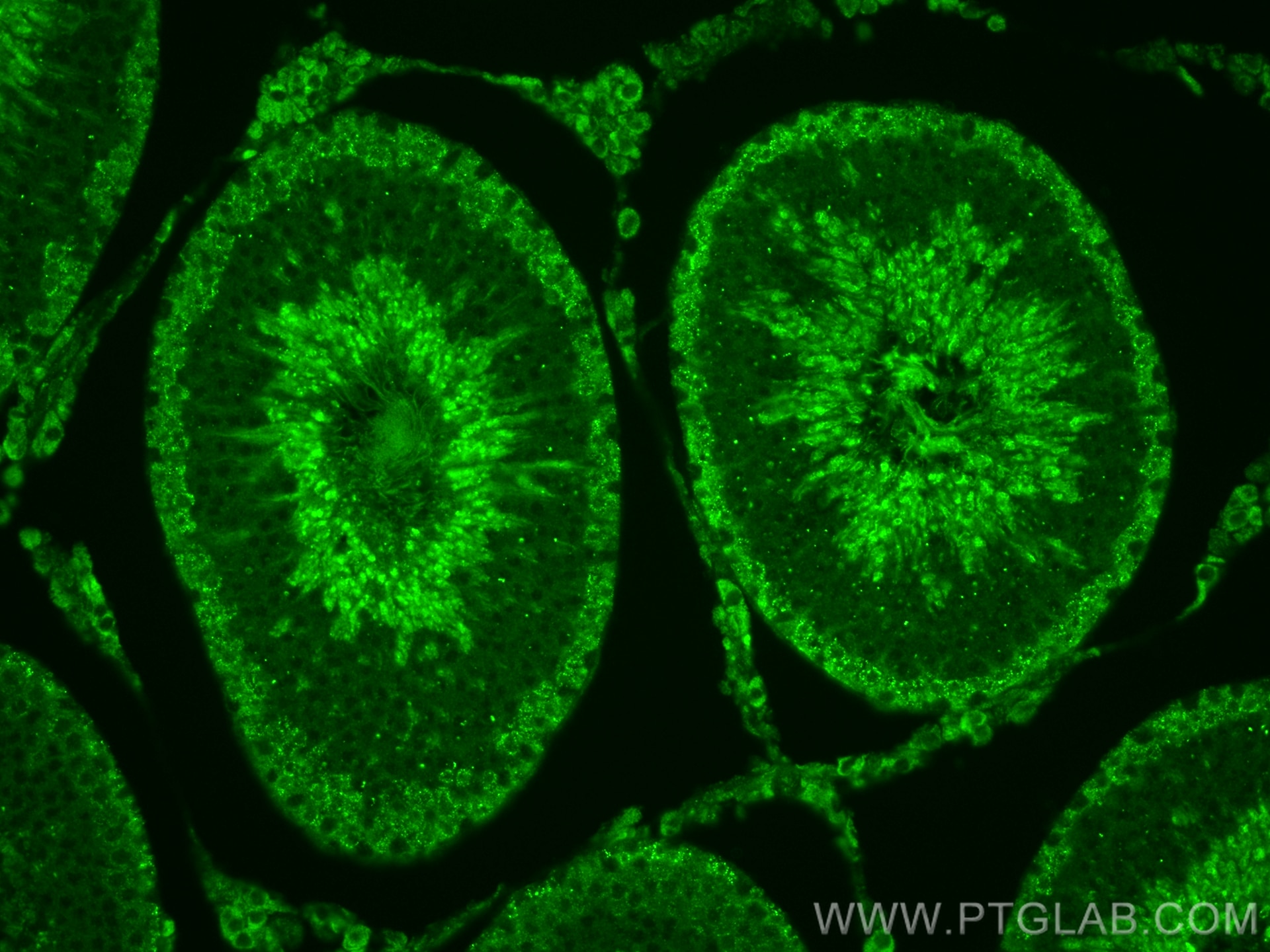 Immunofluorescence (IF) / fluorescent staining of rat testis tissue using SPACA9 Polyclonal antibody (26034-1-AP)