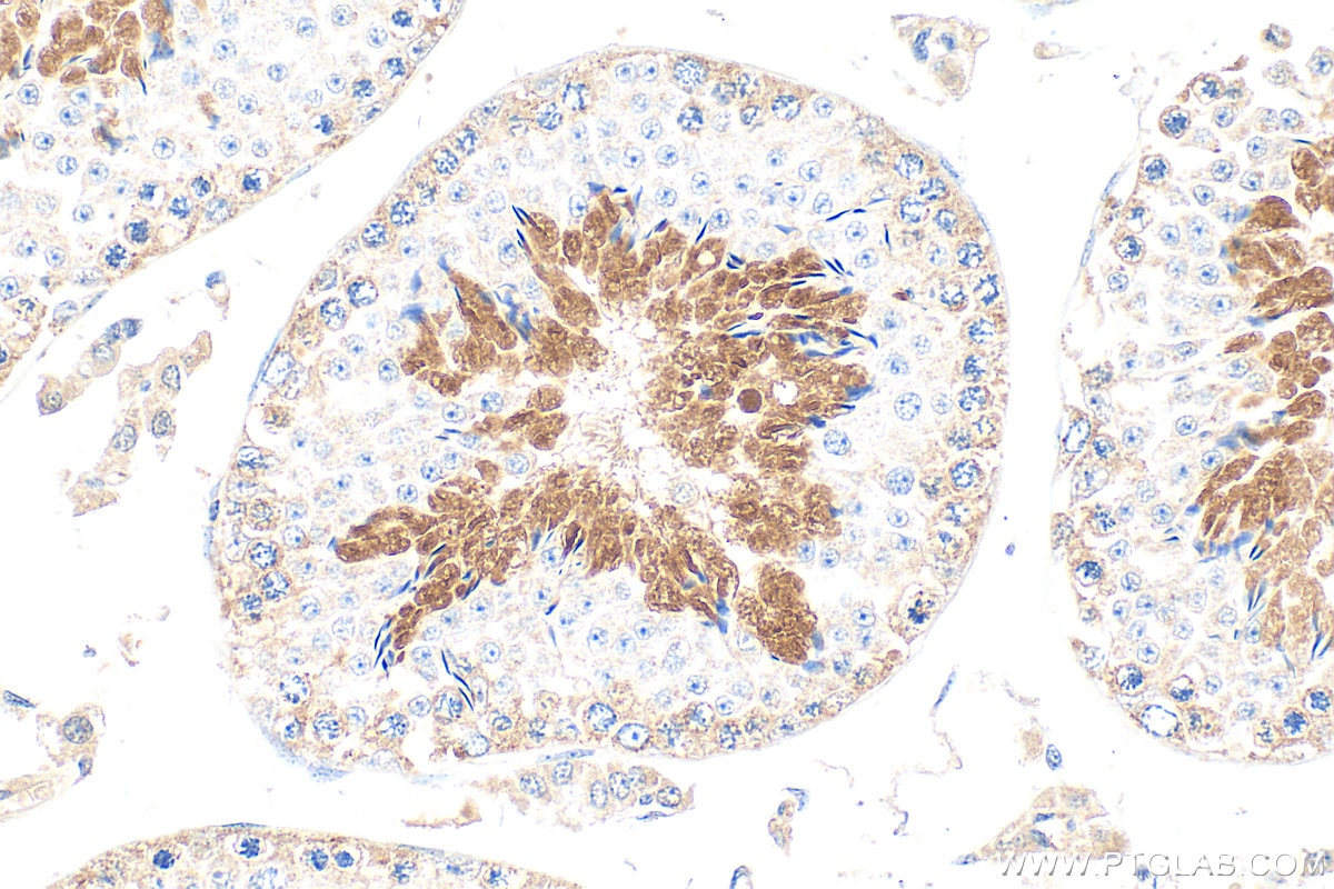 Immunohistochemistry (IHC) staining of mouse testis tissue using SPACA9 Polyclonal antibody (26034-1-AP)