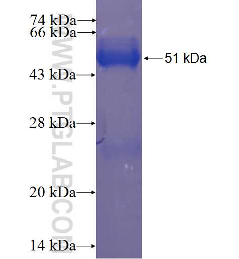 C9orf9 fusion protein Ag23320 SDS-PAGE