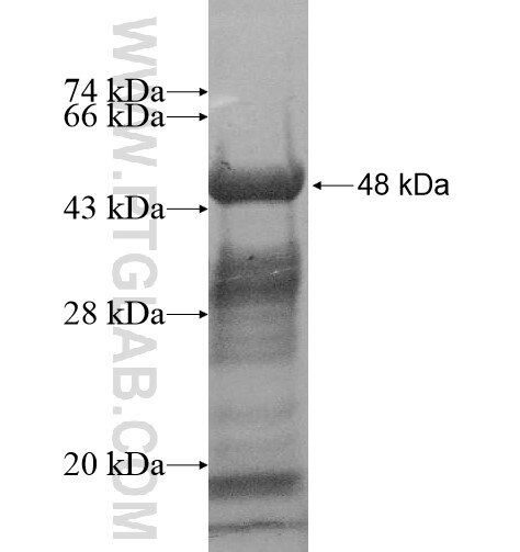 C9orf98 fusion protein Ag15428 SDS-PAGE