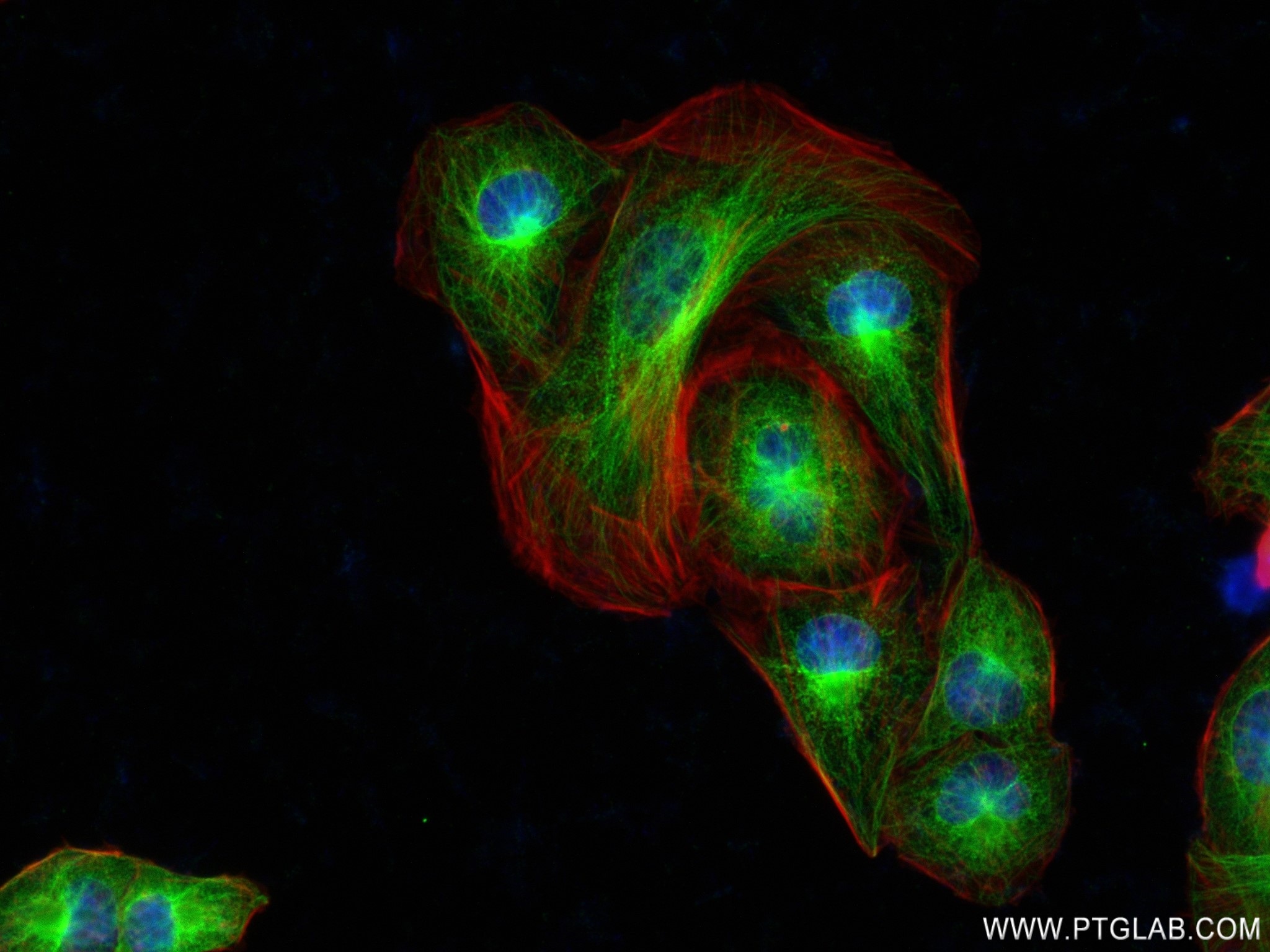 Immunofluorescence (IF) / fluorescent staining of U2OS cells using CA11 Recombinant antibody (83082-4-RR)