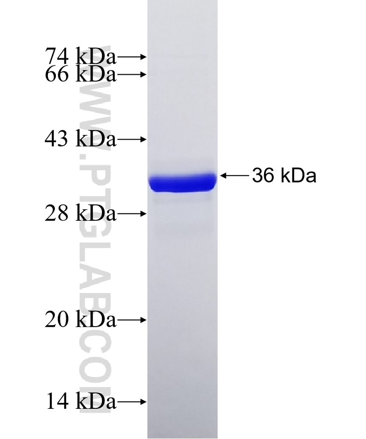 CA11 fusion protein Ag33373 SDS-PAGE