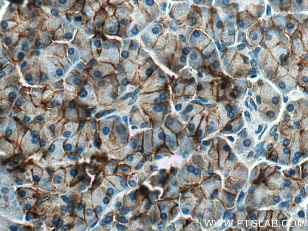 IHC staining of human pancreas using 15180-1-AP