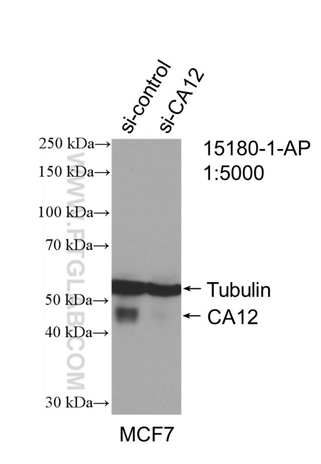 Western Blot (WB) analysis of MCF-7 cells using CA12 Polyclonal antibody (15180-1-AP)