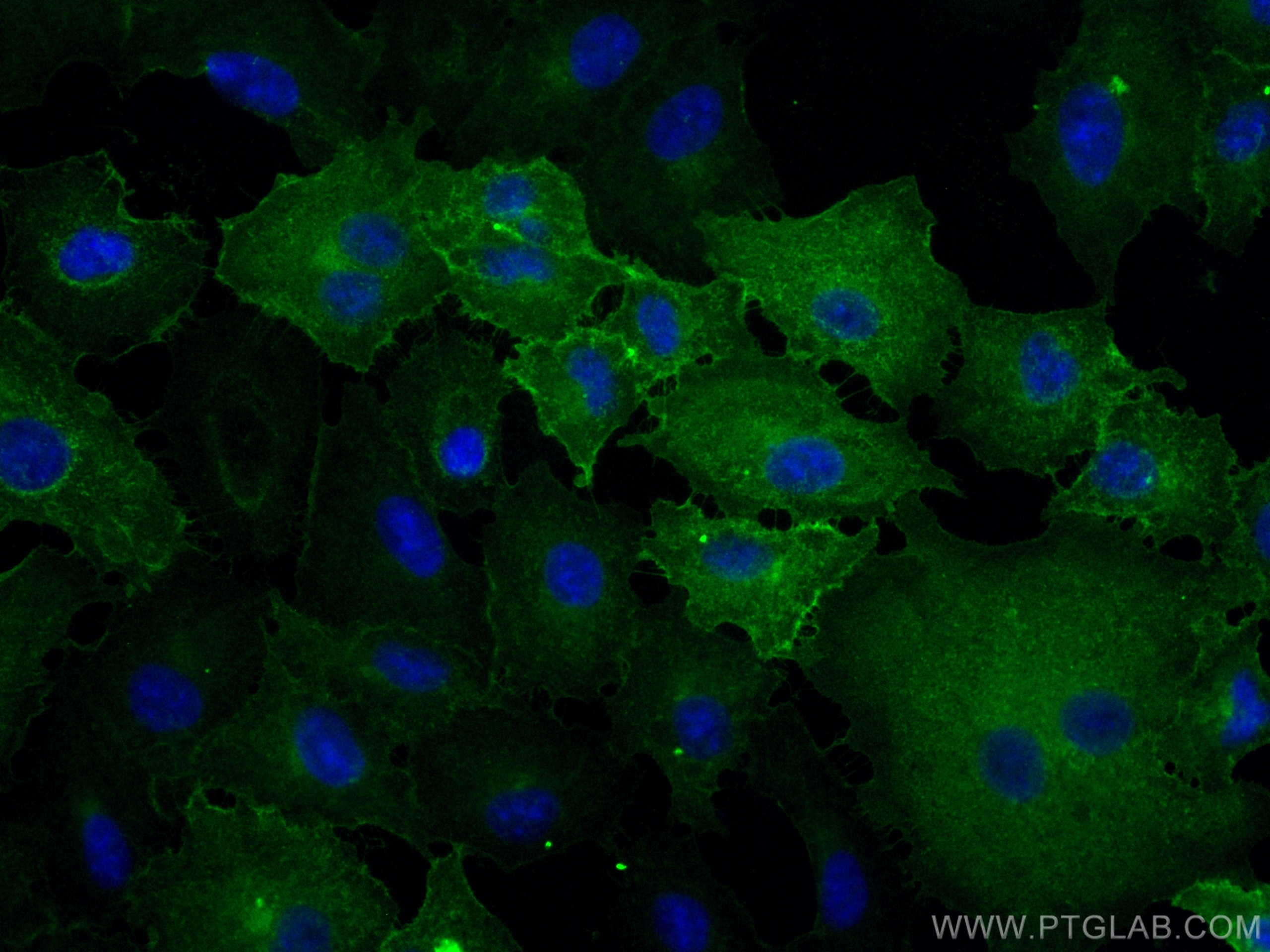 IF Staining of A549 using CL488-68224