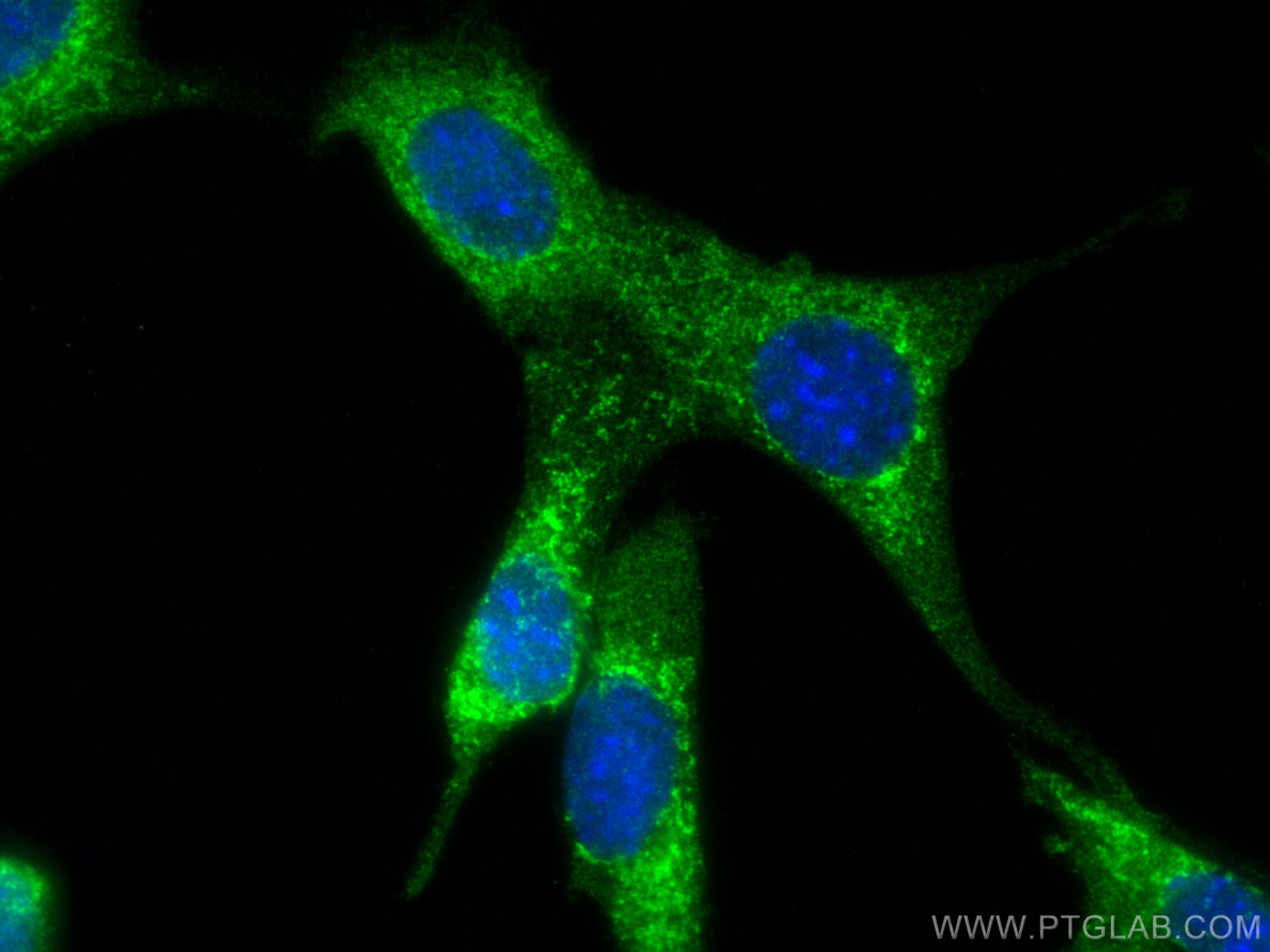 Immunofluorescence (IF) / fluorescent staining of NIH/3T3 cells using CA13 Polyclonal antibody (16696-1-AP)