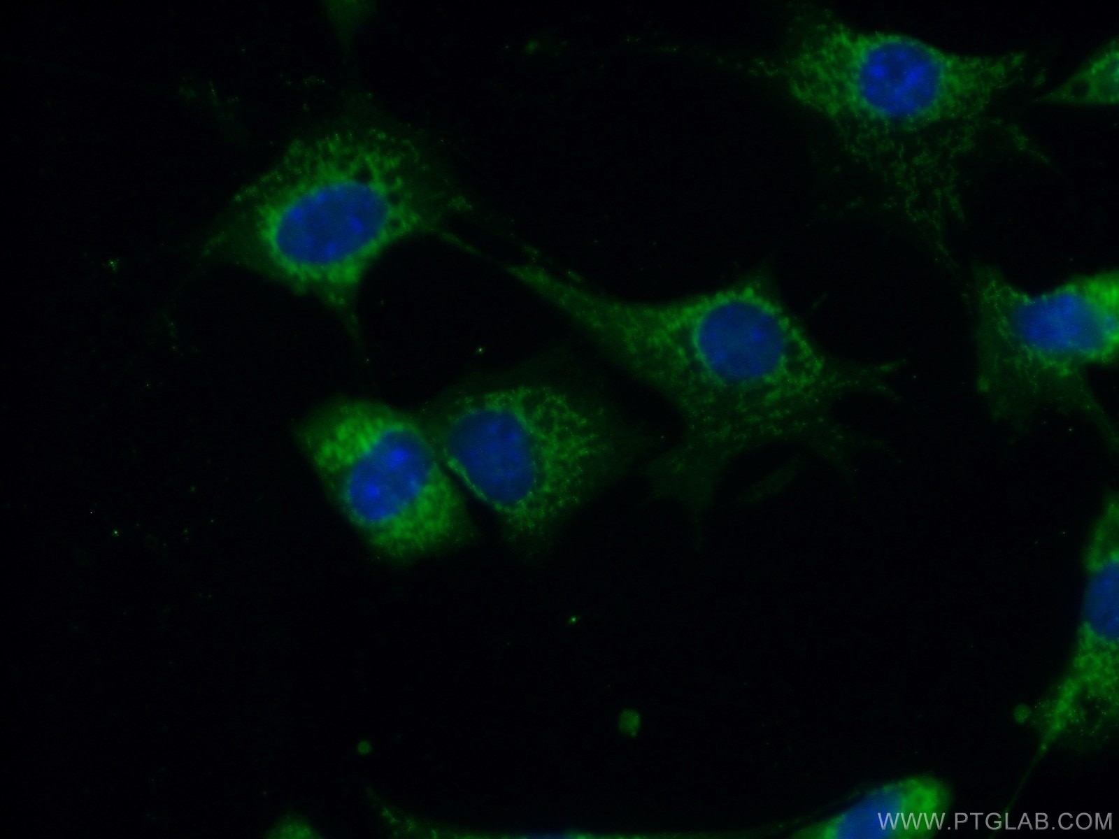 Immunofluorescence (IF) / fluorescent staining of NIH/3T3 cells using CA13 Polyclonal antibody (16696-1-AP)