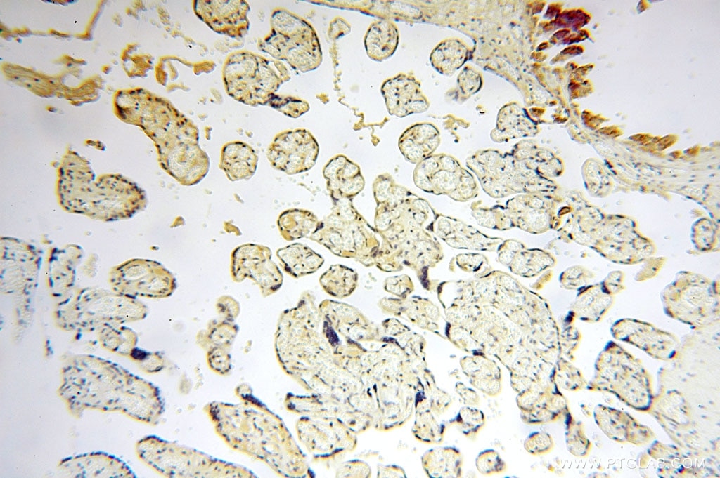 Immunohistochemistry (IHC) staining of human placenta tissue using CA13 Polyclonal antibody (16696-1-AP)