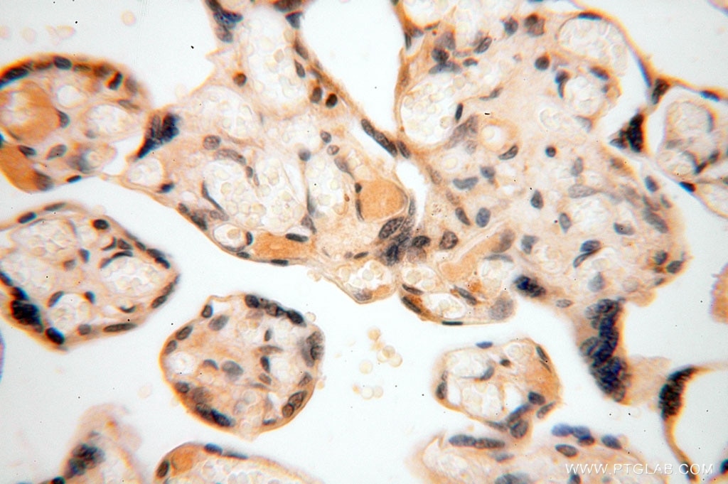 Immunohistochemistry (IHC) staining of human placenta tissue using CA13 Polyclonal antibody (16696-1-AP)