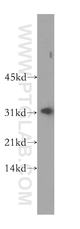 Western Blot (WB) analysis of NIH/3T3 cells using CA13 Polyclonal antibody (16696-1-AP)