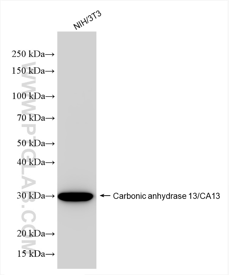 CA13
