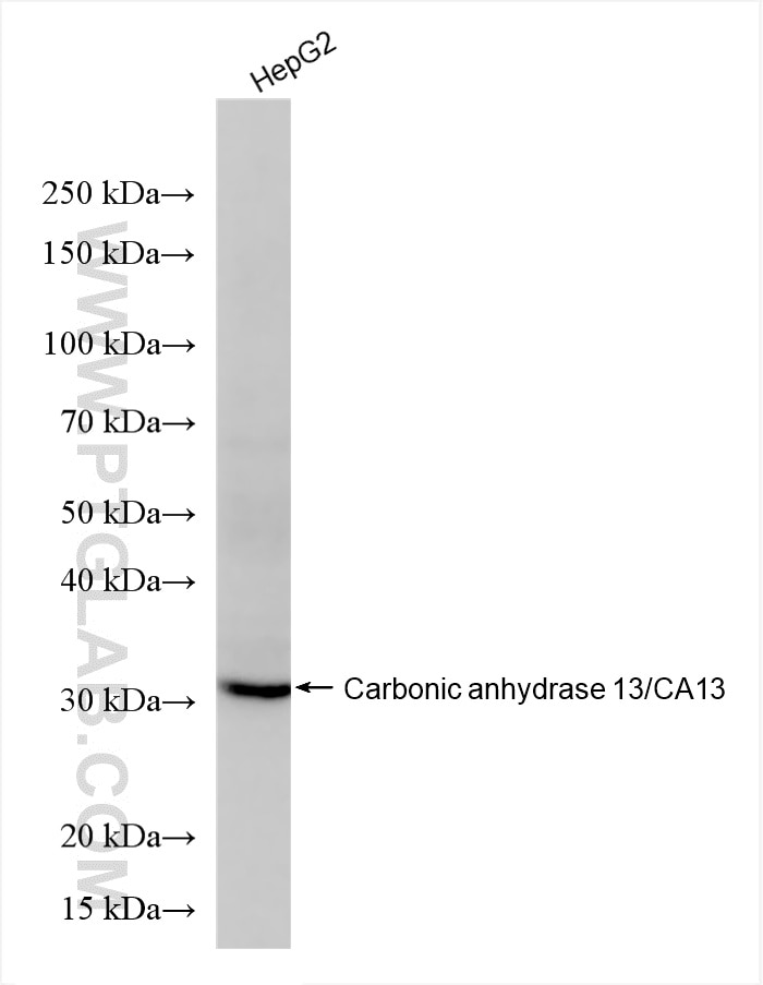 Western Blot (WB) analysis of HepG2 cells using CA13 Recombinant antibody (86178-1-RR)