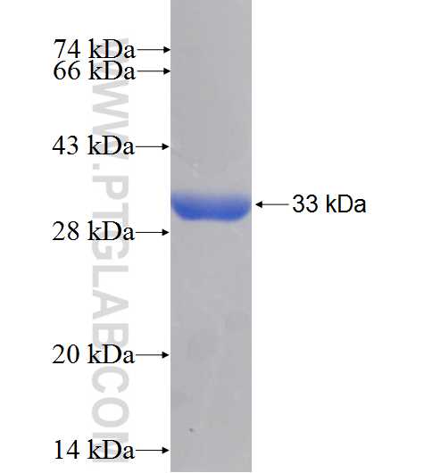CA13 fusion protein Ag10059 SDS-PAGE