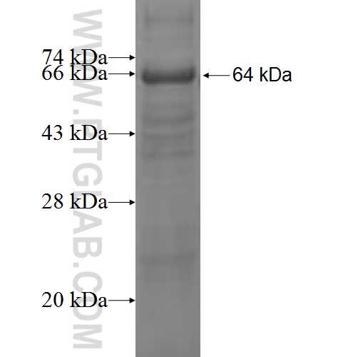 CA14 fusion protein Ag4673 SDS-PAGE