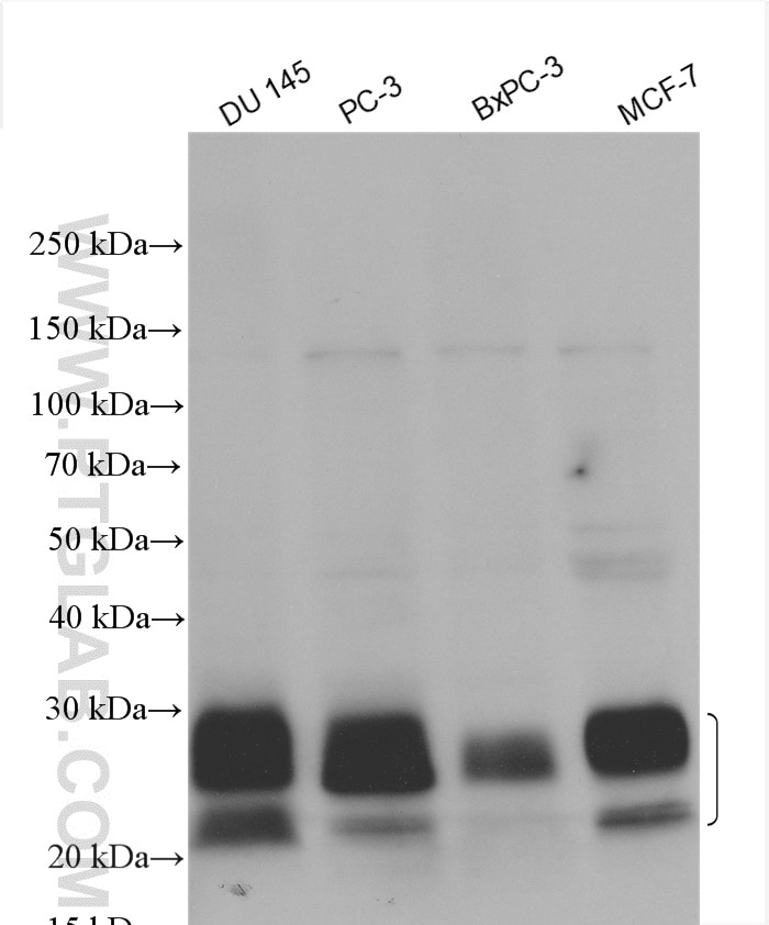 Western Blot (WB) analysis of various lysates using MUC1/CA15-3 C-terminal Polyclonal antibody (23614-1-AP)