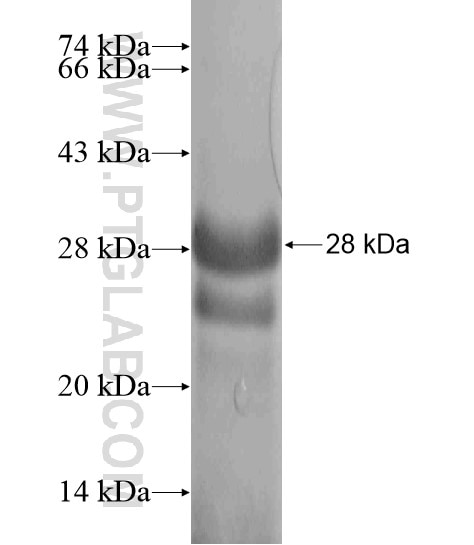 CA15-3,MUC1 fusion protein Ag20366 SDS-PAGE