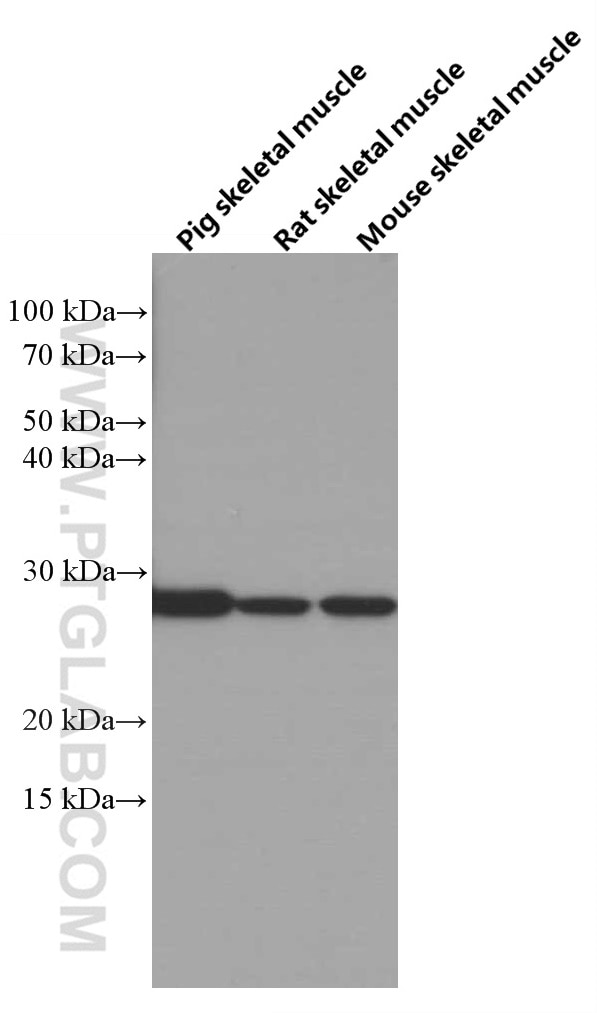 Western Blot (WB) analysis of various lysates using CA3 Monoclonal antibody (66608-1-Ig)