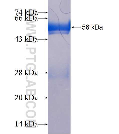 CA3 fusion protein Ag7344 SDS-PAGE