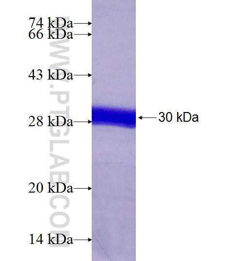 CA3 fusion protein Ag7513 SDS-PAGE