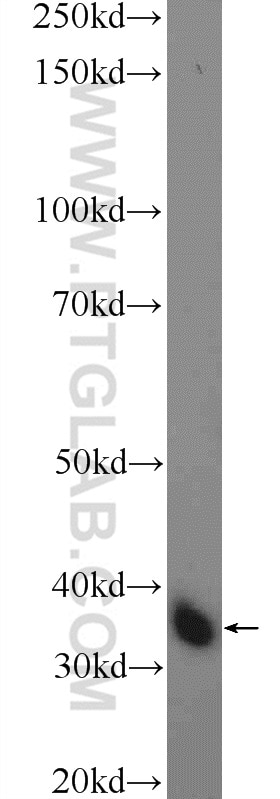 Western Blot (WB) analysis of mouse lung tissue using CA4 Polyclonal antibody (13931-1-AP)