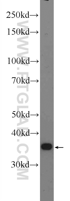 Western Blot (WB) analysis of rat lung tissue using CA4 Polyclonal antibody (13931-1-AP)