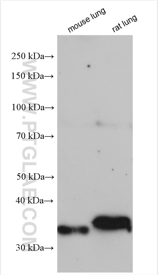 Western Blot (WB) analysis of various lysates using CA4 Polyclonal antibody (13931-1-AP)